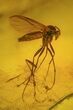Detailed Fossil Fly (Diptera) In Baltic Amber #58066-3